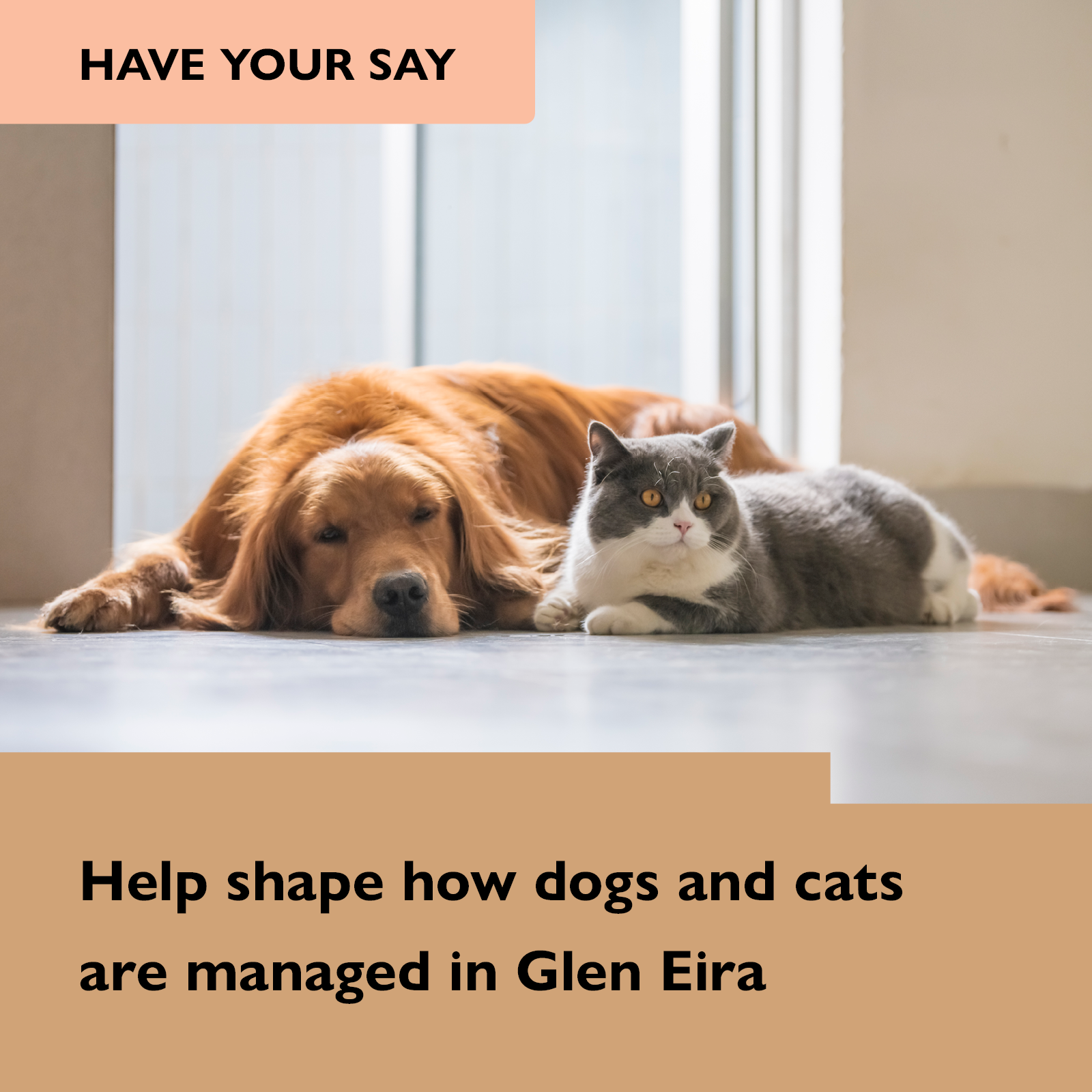 Dog and cat