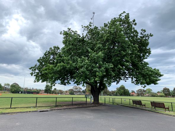 English Oak, EE Gunn Reserve, Ormond