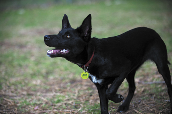 Black dog wearing registration tag