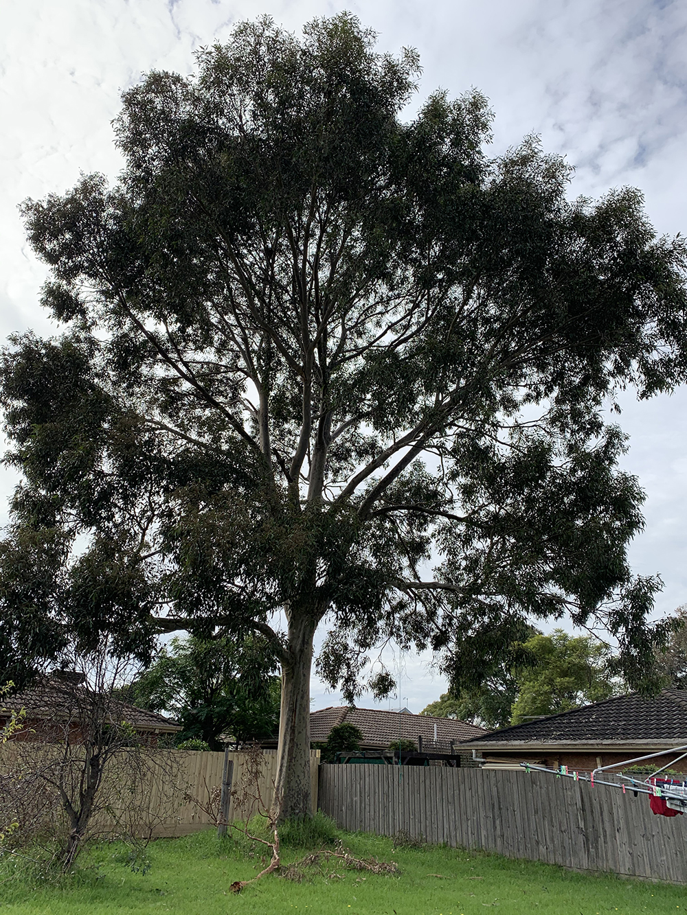 Spotted Gum (Corymbia maculata)
