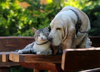 cat and dog