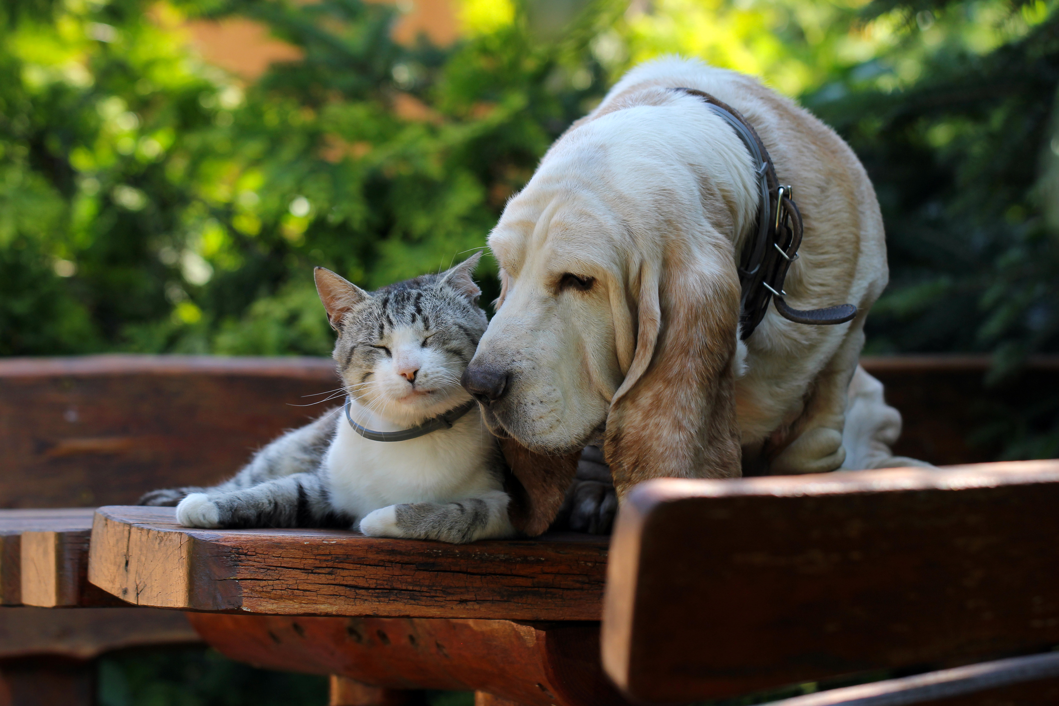 cat and dog