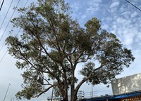 Picture of the the trees large canopy against a blue sky.