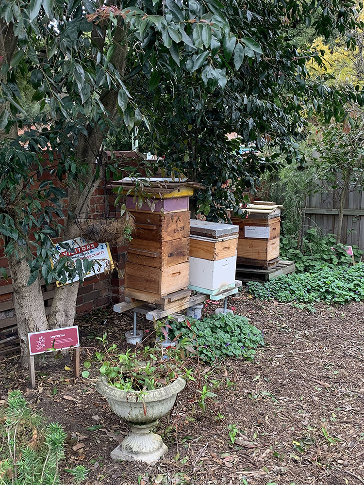 Bee hives in a backyard