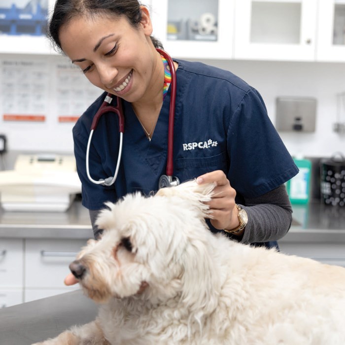 Lowcost pet vaccination and health clinic Glen Eira City Council
