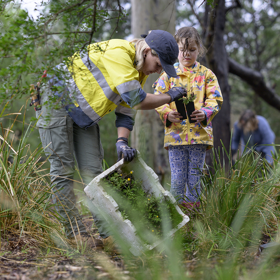 A parks staff member and girl planting trees