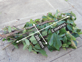 Bundled branches sizes