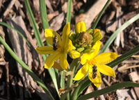 Bees on a yellow flower