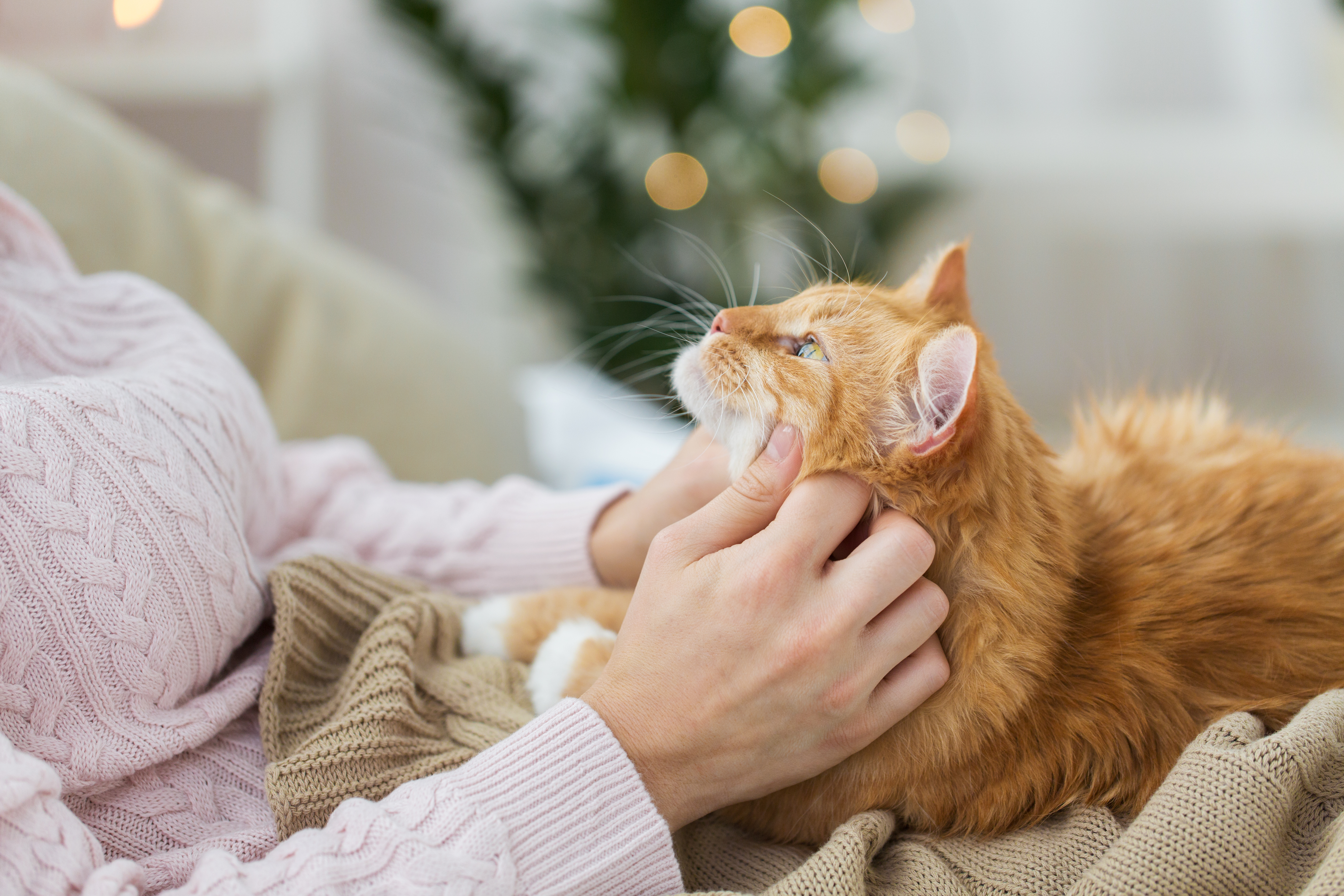 Woman patting ginger cat