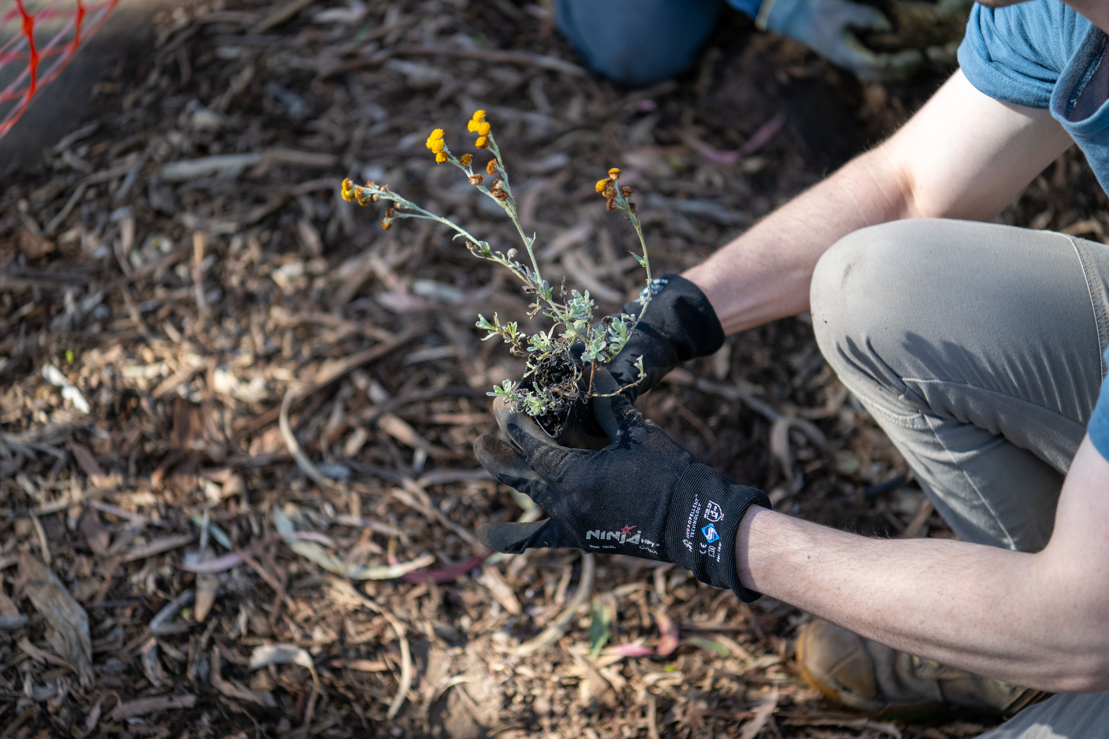 A person wearing black gardening gloves holds a small potted plant with thin stems and yellow flowers over a ground covered in dry leaves and bark.