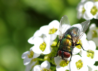 fly on a flower