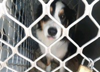 Australian Border Collie