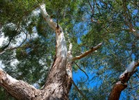 Manna Gum tree