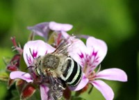 Bee on a flower