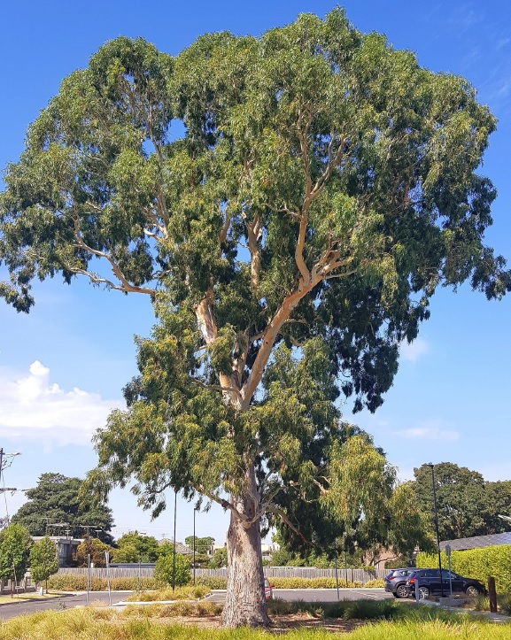 Eucalyptus camaldulensis - River Red Gum at Booran Reserve