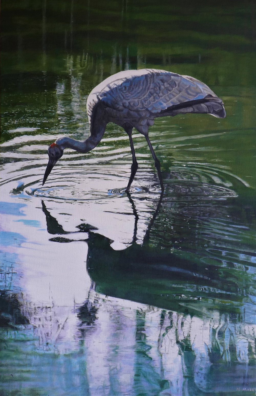 Brolga