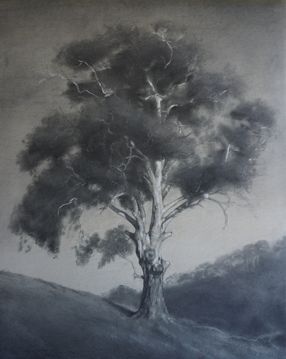 Portrait of a tree Mount Osmond