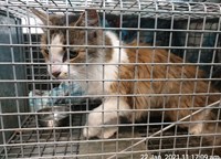 Tri-colour cat in cage