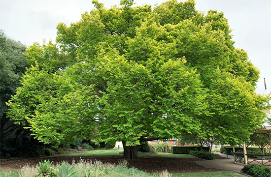 Golden Elm, Joyce Park