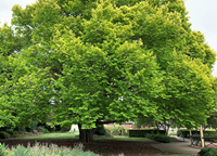 Golden Elm, Joyce Park