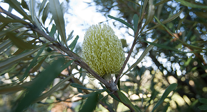Native Australian flora