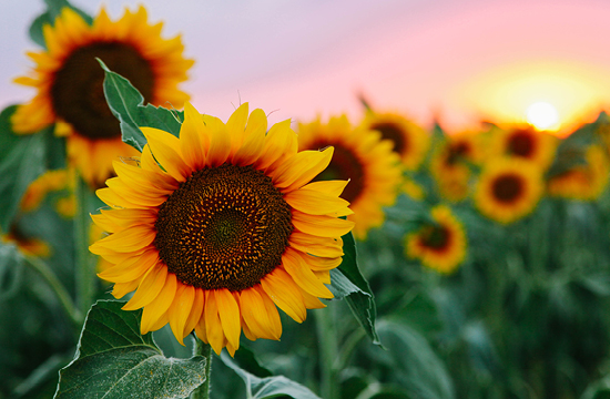 Sunflowers