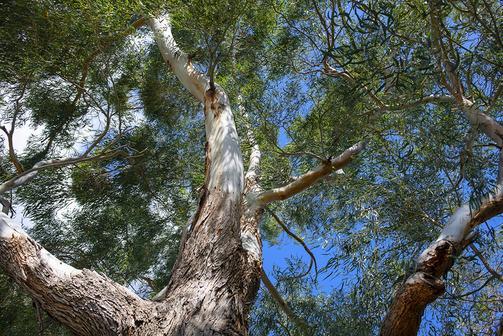 Mana gum tree