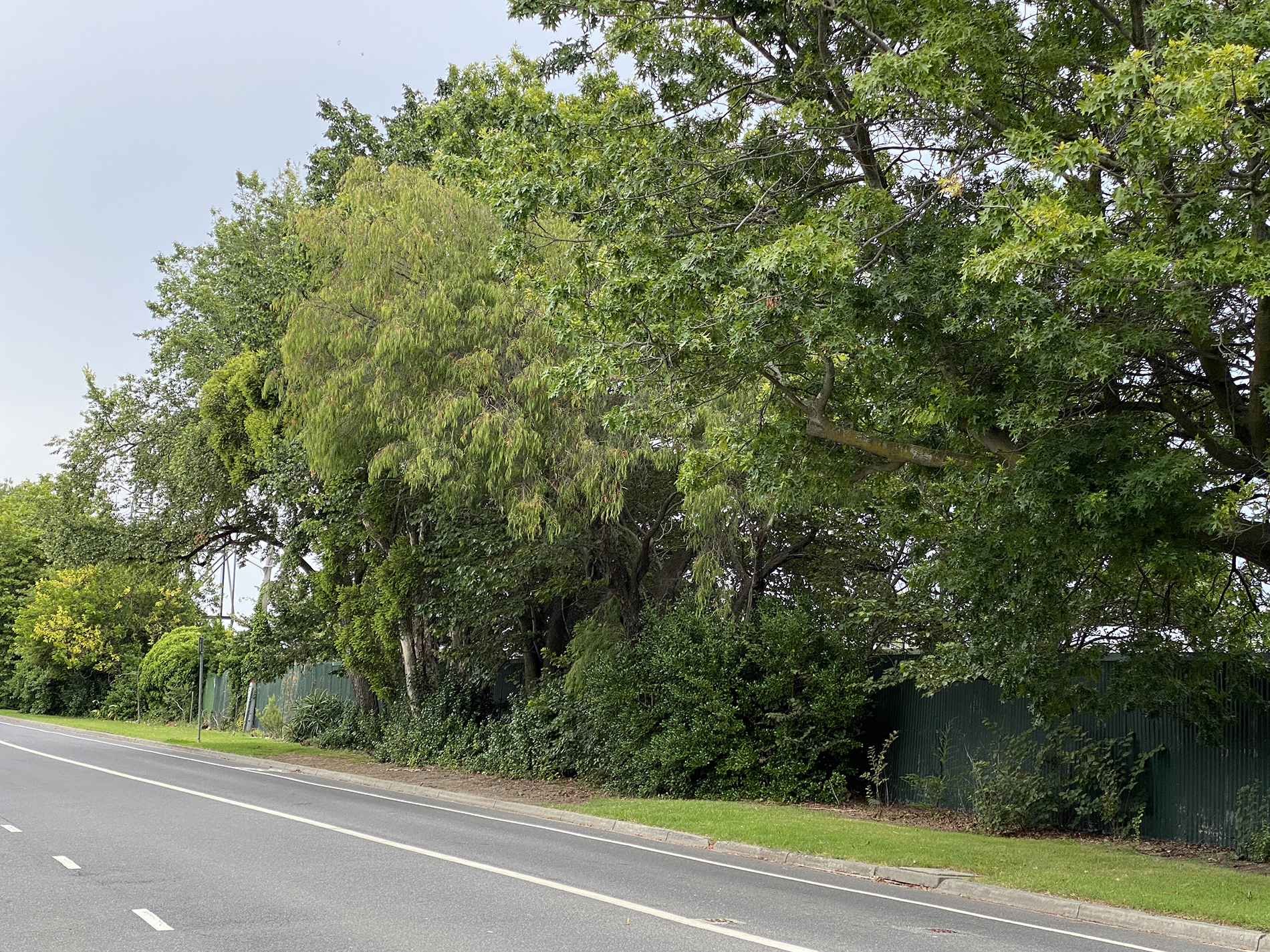 Trees along Queens Ave