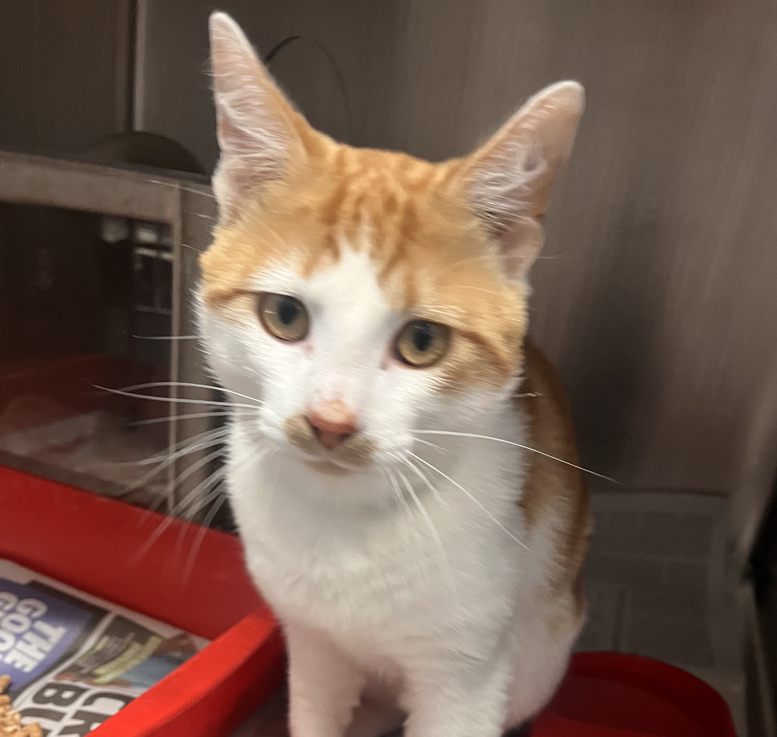 Ginger and white cat 