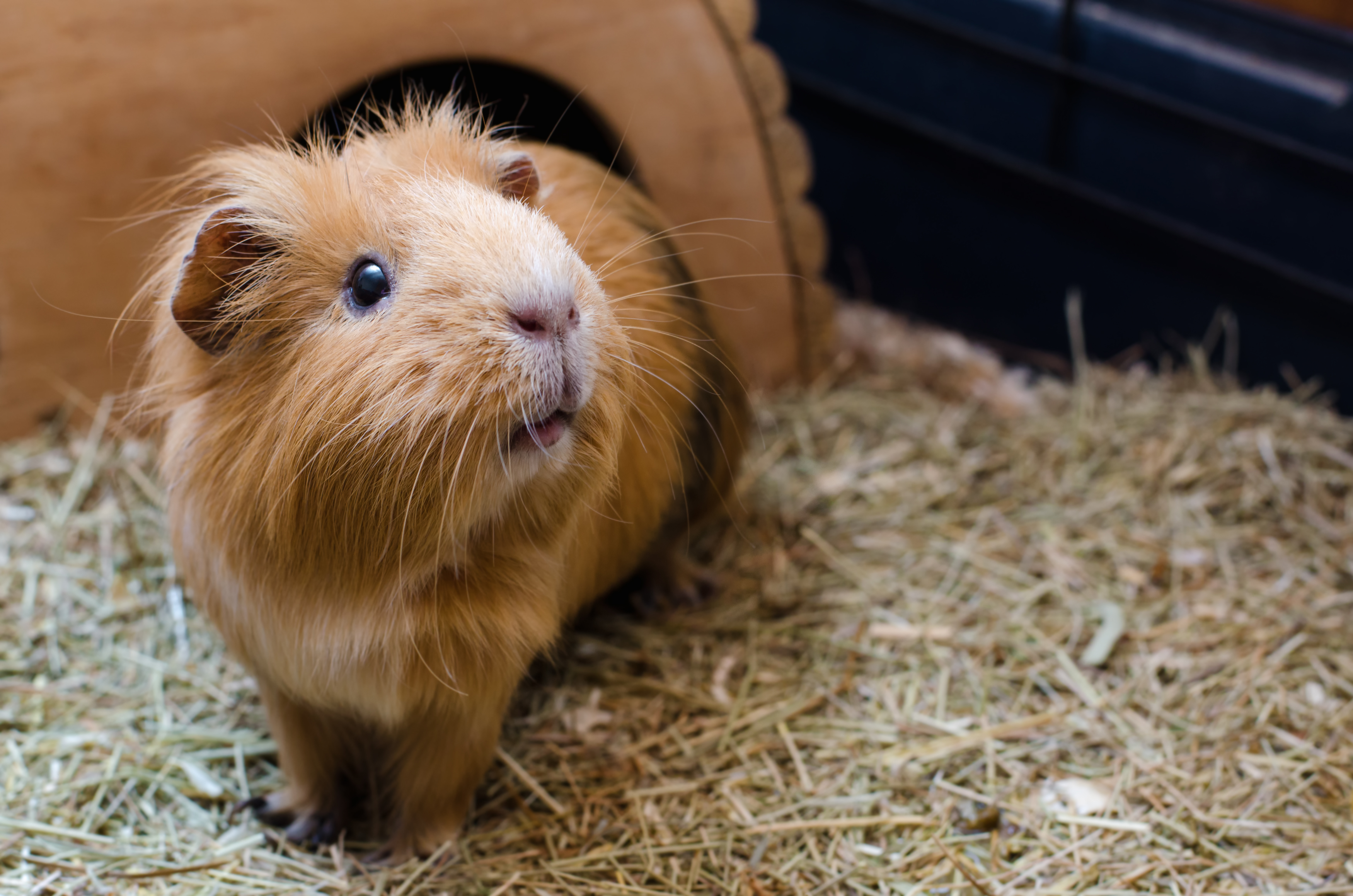Guinea pig standing on hay near a small shelter during an animal encounter activity at an intergenerational playgroup.