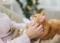 Women and with a ginger cat on her lap