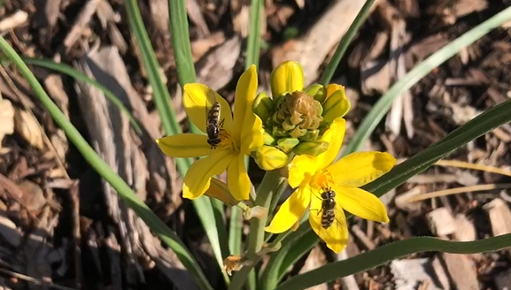 Bees on a yellow flower
