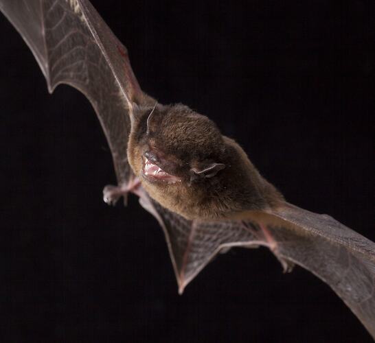 Gould’s wattled bat in flight with wings outstretched against a dark background.