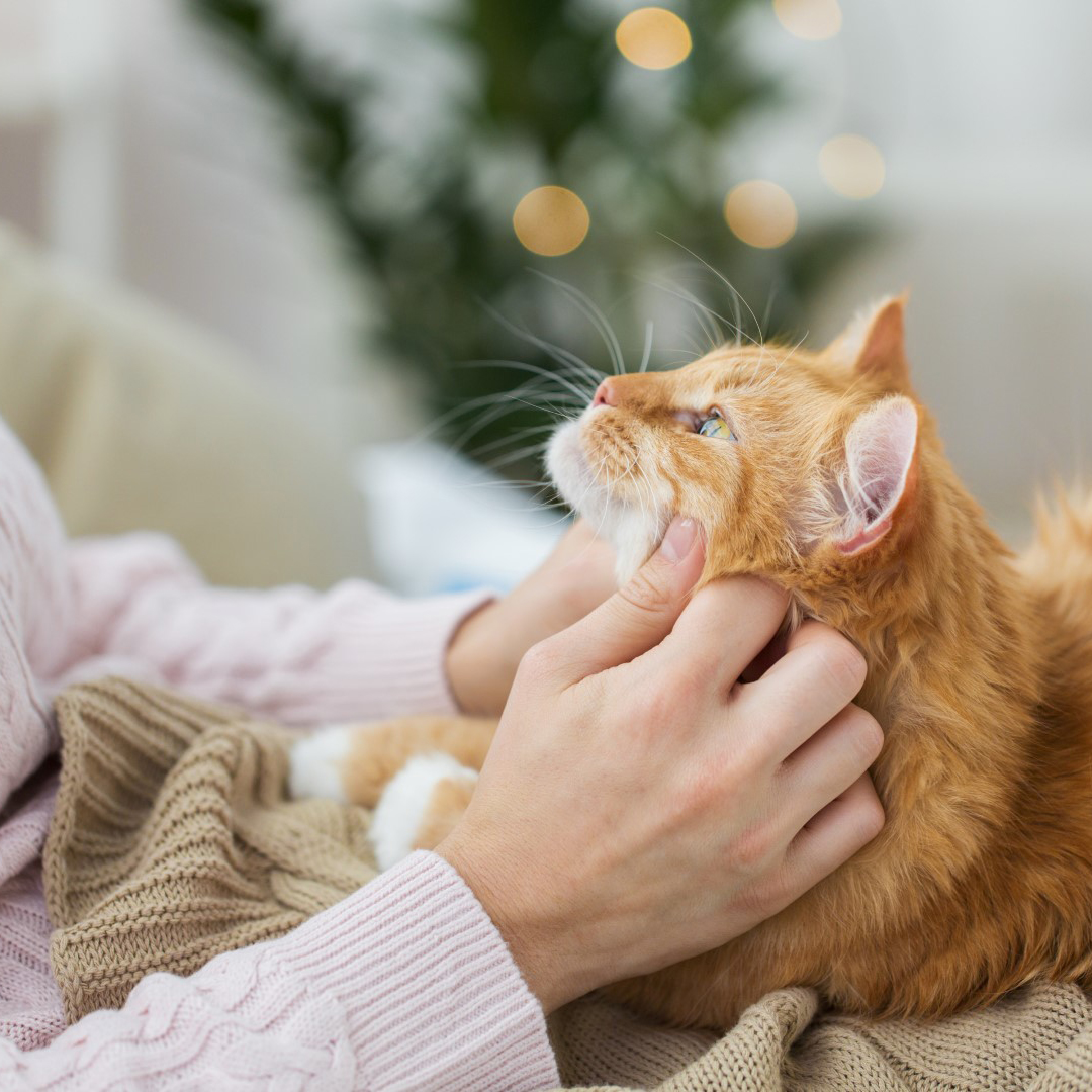 Person with a ginger cat on their knee, sitting inside