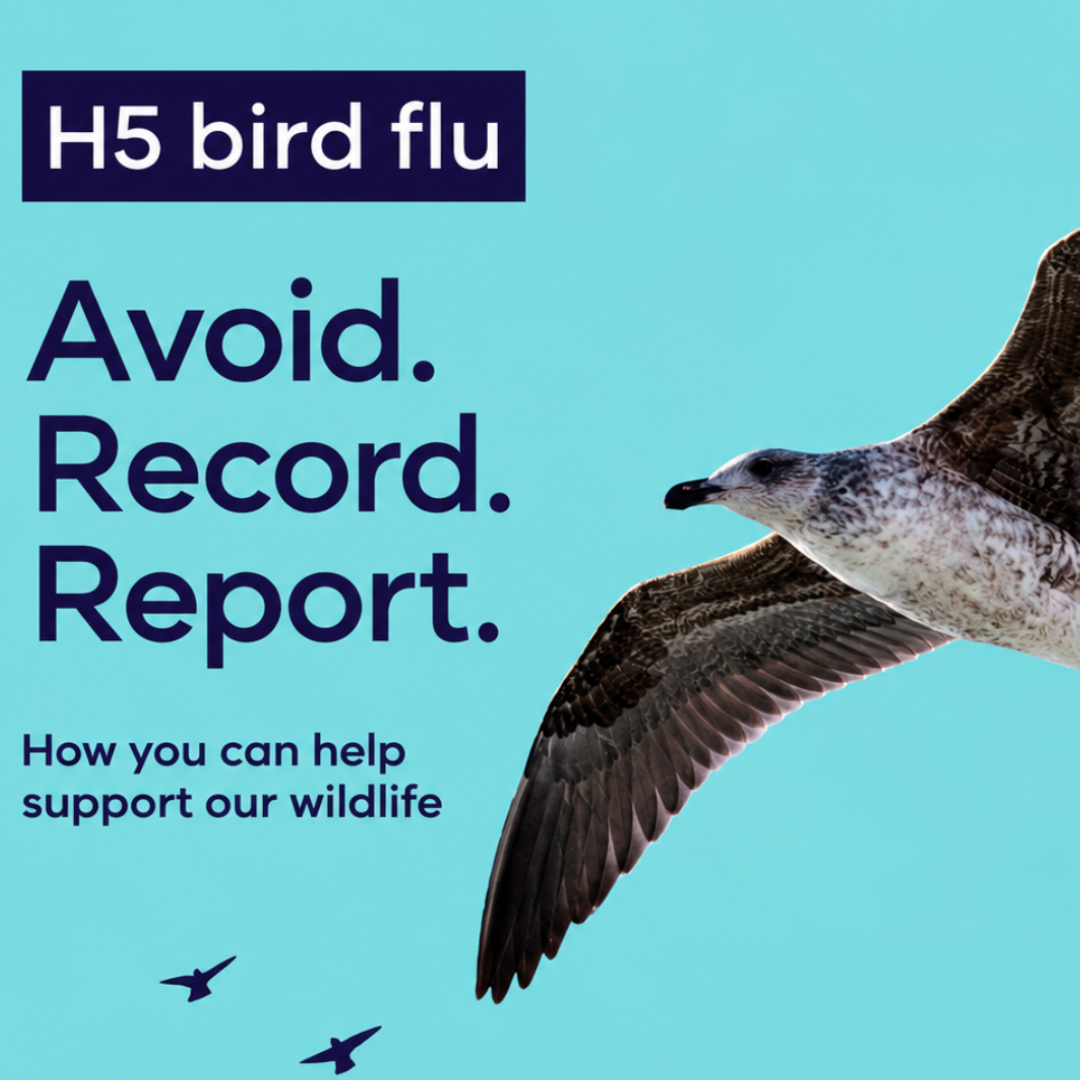 Graphic about H5 bird flu featuring a flying seabird. Text reads: “Avoid. Record. Report. How you can help support our wildlife.”