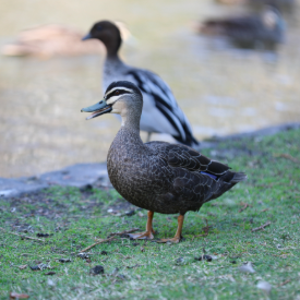 Several ducks beside a lake, with one duck standing in the foreground.