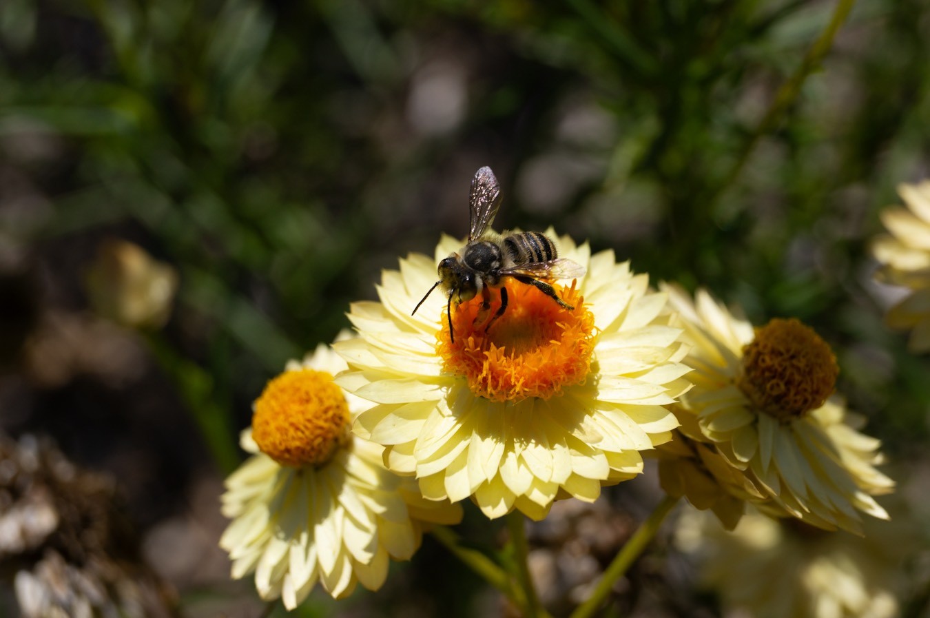 bee on yellow flower