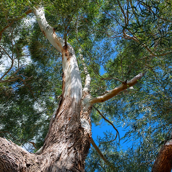 proposed-classified-tree-amendment-local-law-glen-eira-city-council