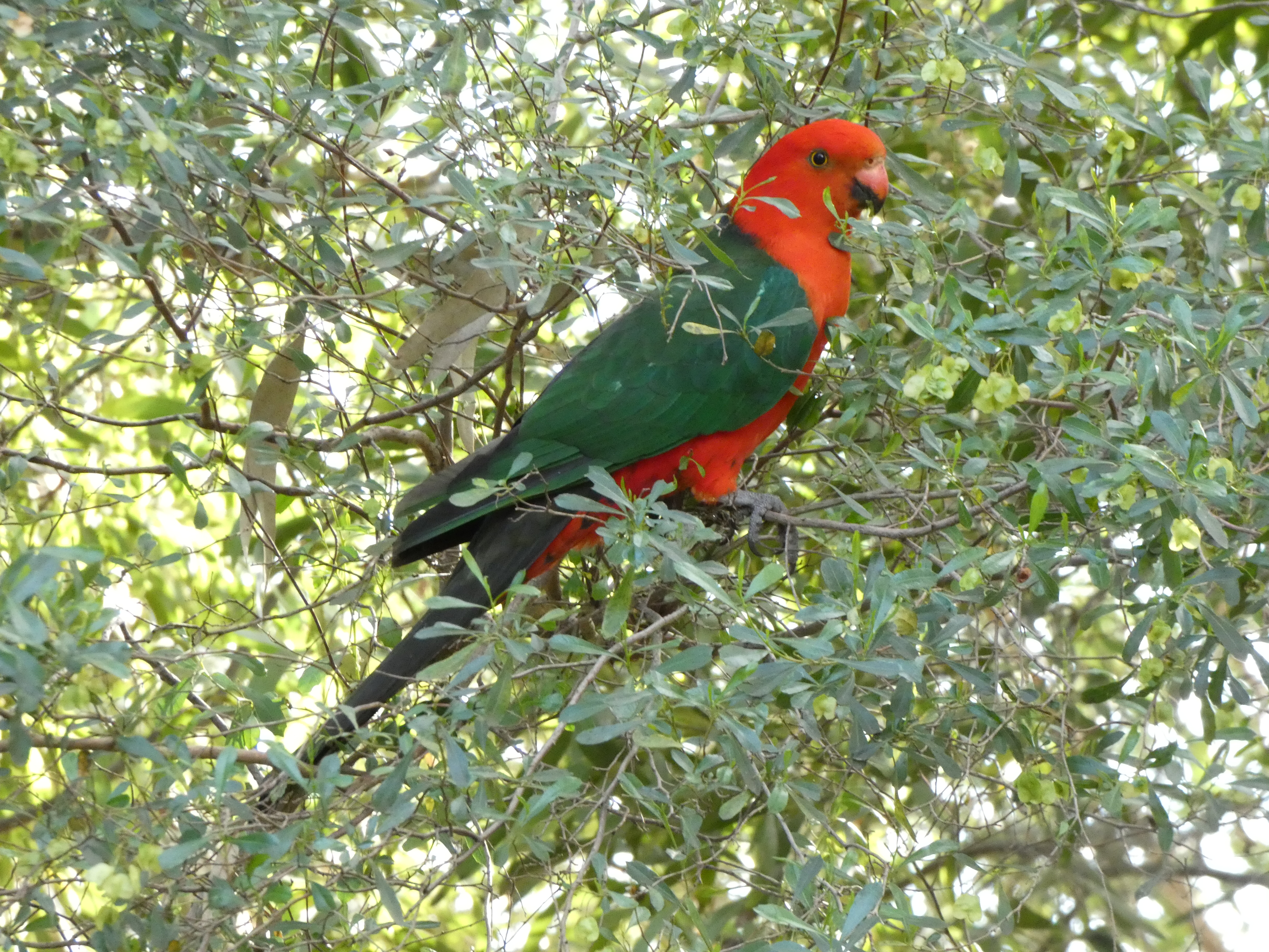 Orange and green parrot