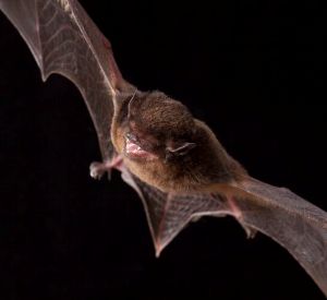 Gould’s wattled bat in flight with wings outstretched against a dark background.