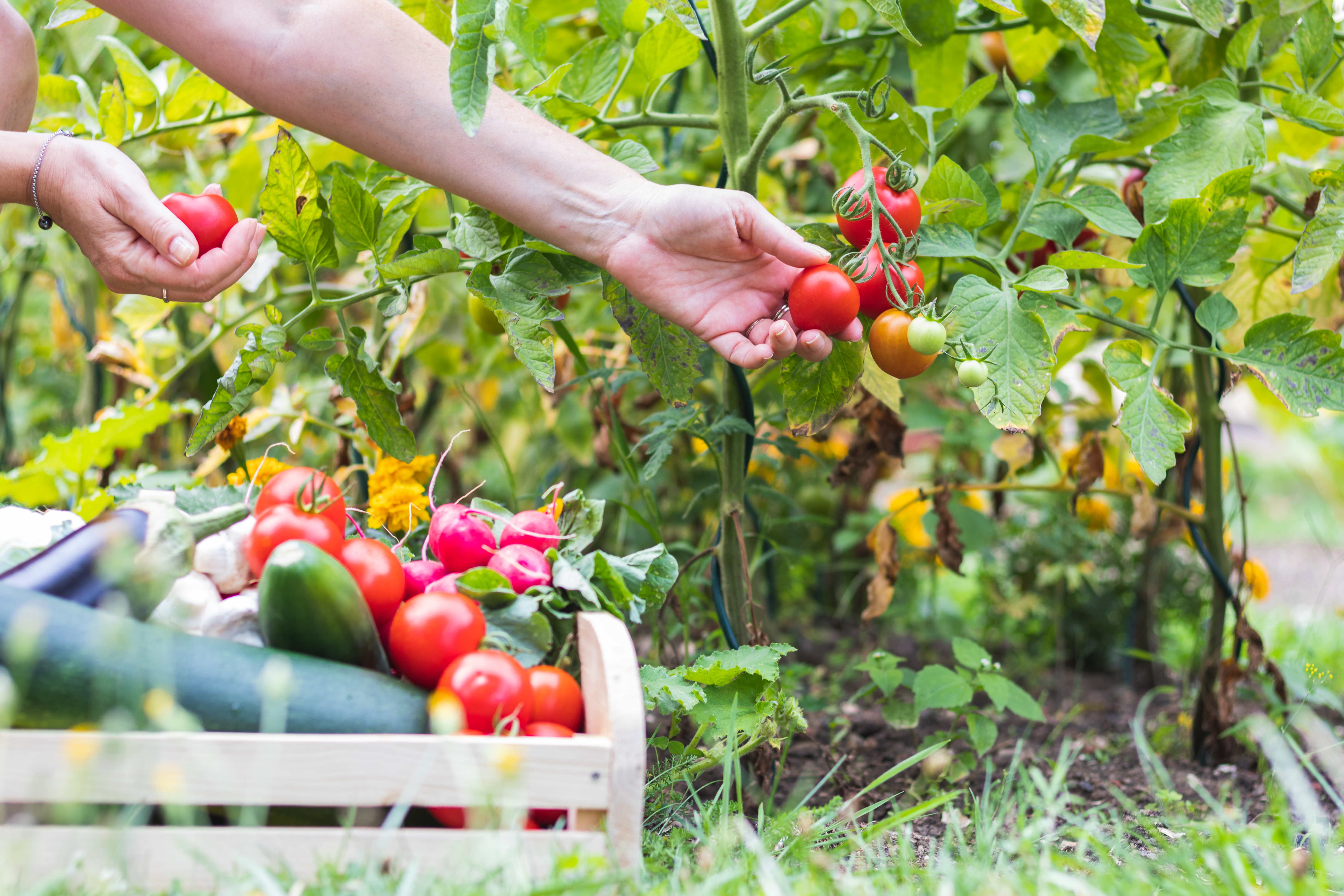 A person harvests ripe tomatoes from a vegetable garden beside a crate of freshly picked produce.