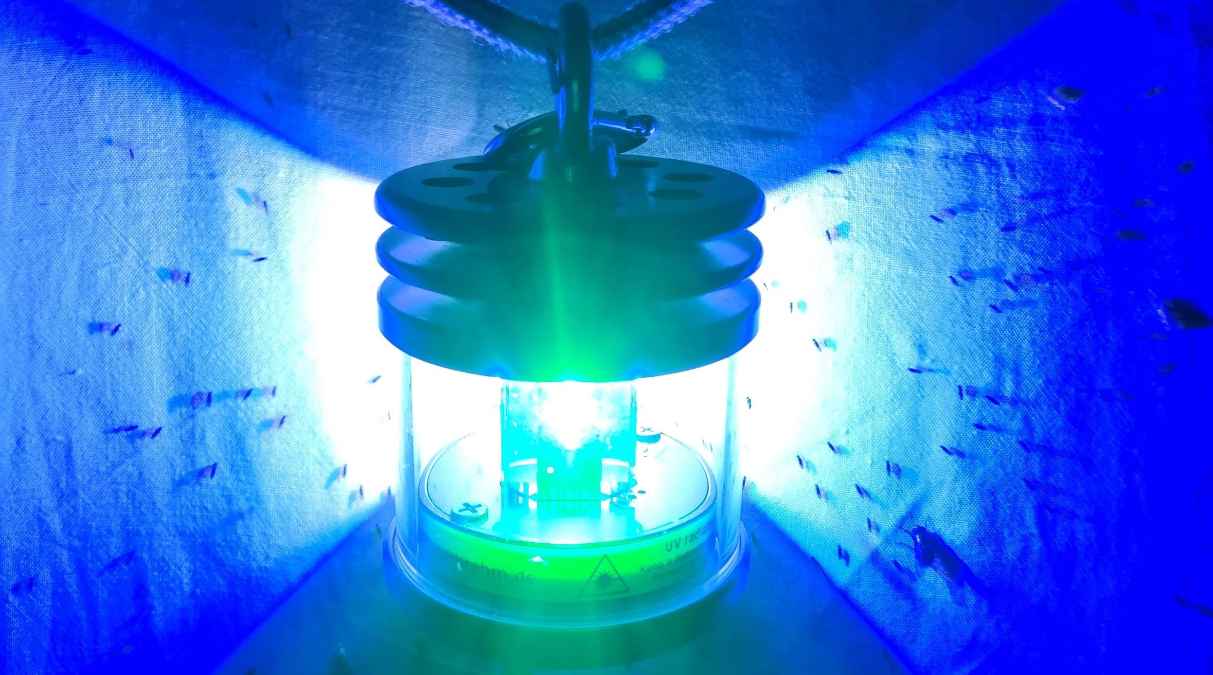 Blue light attracting insects