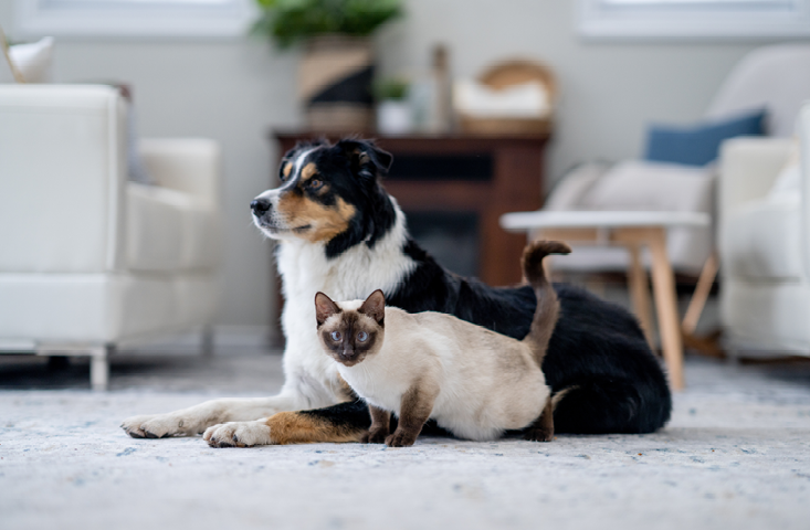 Dog and cat sitting in a lounge room