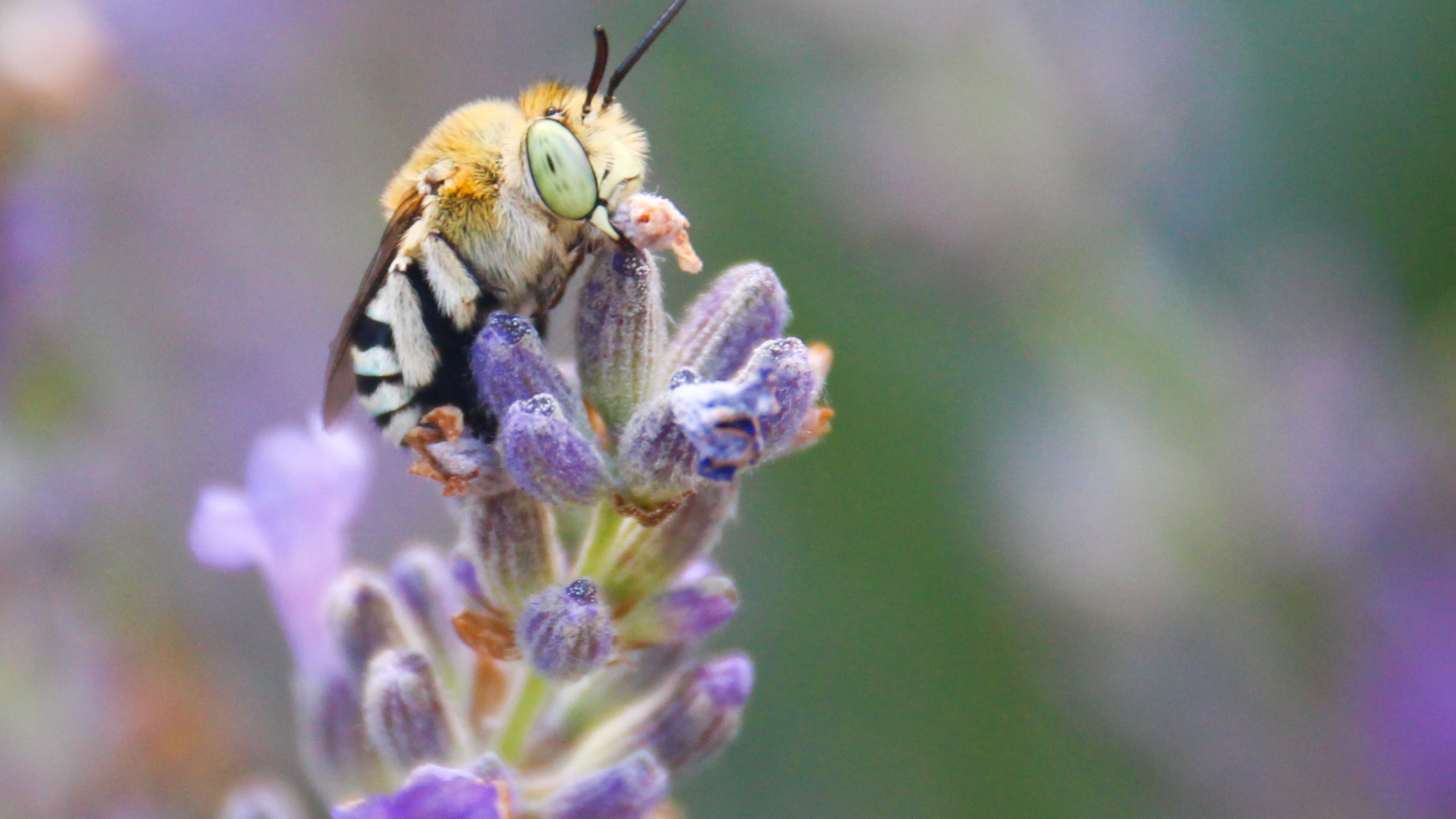Blue-banded bee perched on a lavender flower bud, collecting pollen against a softly blurred purple background.