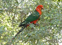 Orange and green parrot