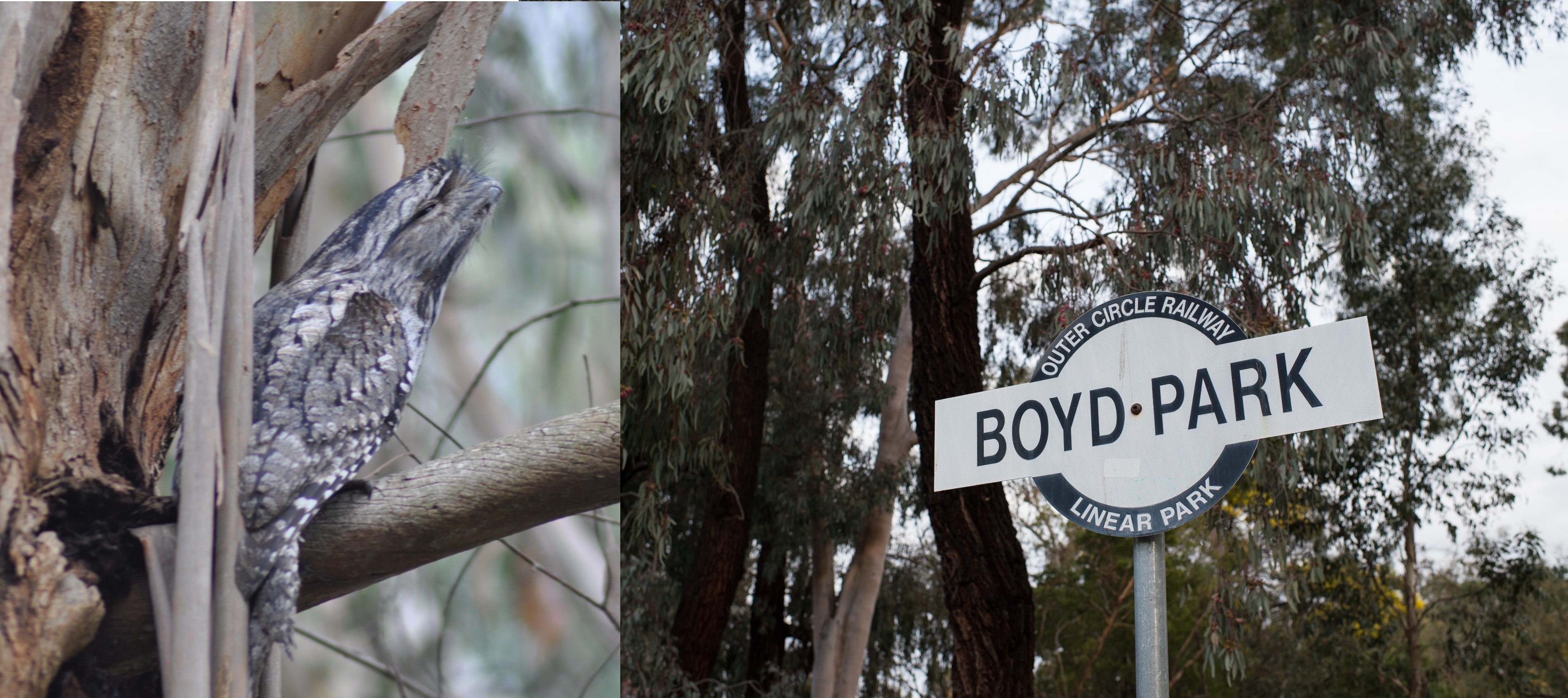 Tawny frogmouth perched on a tree branch beside a Boyd Park sign among gum trees.